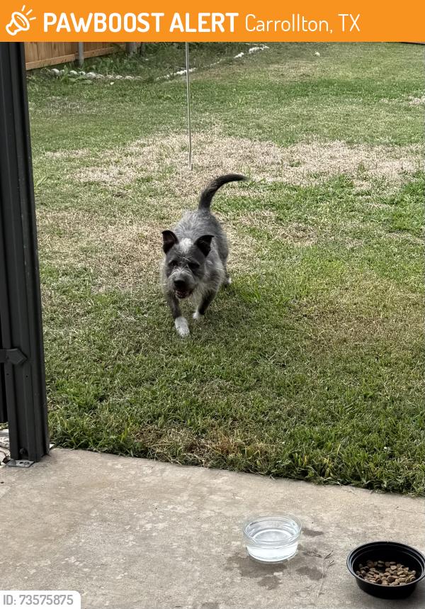 Found/Stray Unknown Dog last seen Chatsworth and peters colony, Carrollton, TX 75007
