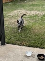 Found/Stray Unknown Dog last seen Chatsworth and peters colony, Carrollton, TX 75007