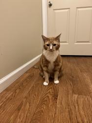 Lost Male Cat last seen Near airport, Chicago, IL 60666