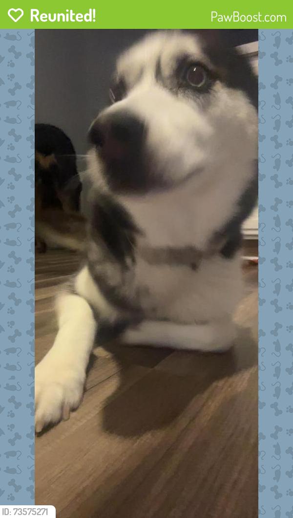 Reunited Female Dog last seen Pine bluff and landover, Spring Hill, FL 34609