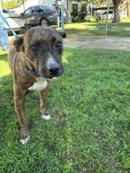 Shelter Stray Female Dog last seen , , TX, 355 Hillshire Dr, Haslet, TX 76052, USA