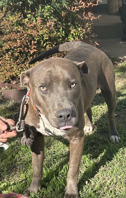 Shelter Stray Male Dog last seen , , TX, 355 Hillshire Dr, Haslet, TX 76052, USA