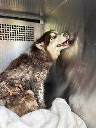 Shelter Stray Female Dog last seen Near ERATH ST, Central District,, 355 Hillshire Dr, Haslet, TX 76052, USA