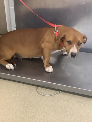 Shelter Stray Female Dog last seen , Central District, TX, 355 Hillshire Dr, Haslet, TX 76052, USA