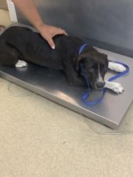 Shelter Stray Female Dog last seen , Central District, TX, 355 Hillshire Dr, Haslet, TX 76052, USA