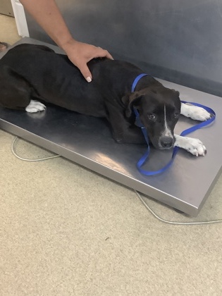 Shelter Stray Female Dog last seen , Central District, TX, 355 Hillshire Dr, Haslet, TX 76052, USA