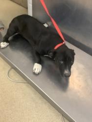 Shelter Stray Female Dog last seen , Central District, TX, 355 Hillshire Dr, Haslet, TX 76052, USA