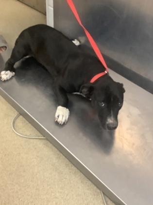 Shelter Stray Female Dog last seen , Central District, TX, 355 Hillshire Dr, Haslet, TX 76052, USA