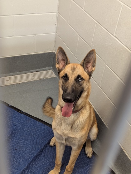 Shelter Stray Male Dog last seen Near Brahms, Colleyville, TX, 330 Rufe Snow Dr, Keller, TX 76248, USA