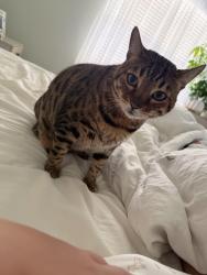 Lost Male Cat last seen Schick and 59, Bartlett, IL 60103