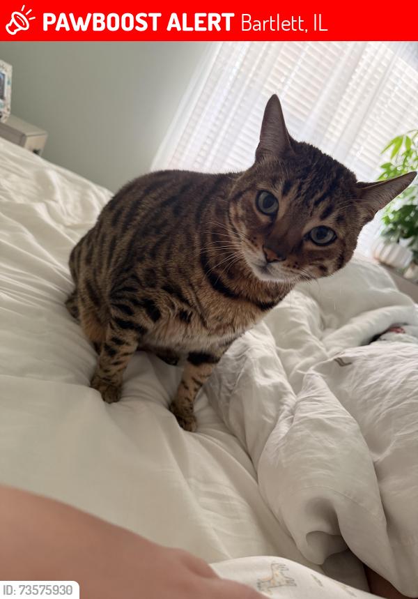 Lost Male Cat last seen Schick and 59, Bartlett, IL 60103