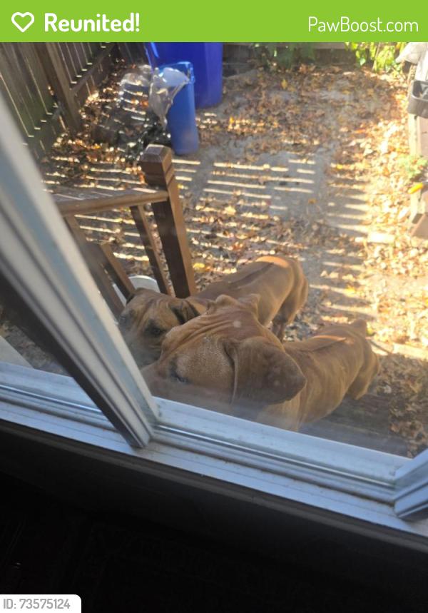 Reunited Unknown Dog last seen Near Rhode Island Avenue, College Park, MD 20740