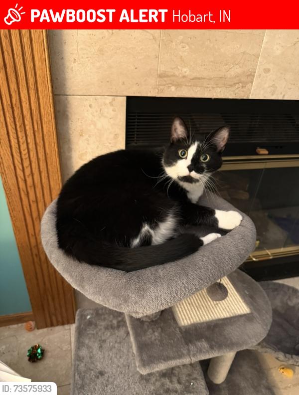 Lost Male Cat last seen Hobart High school, Hobart, IN 46342