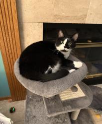 Lost Male Cat last seen Hobart High school, Hobart, IN 46342