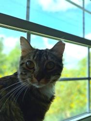Lost Female Cat last seen Cr 595, Angleton, TX 77515