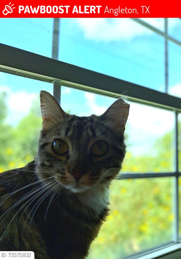 Lost Female Cat last seen Cr 595, Angleton, TX 77515