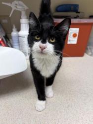 Shelter Stray Female Cat last seen intersection of 8th Ave N & 7th st N, GREAT FALLS, MT, 59401, 1010 25th Ave NE, Great Falls, MT 59404, USA