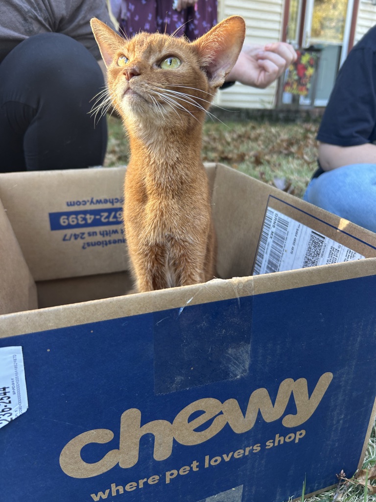 Shelter Stray Unknown Cat last seen Near Banyan Drive, VIRGINIA BEACH, VA, 23462, 341 S Birdneck Rd, Virginia Beach, VA 23451, USA