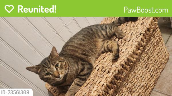 Reunited Male Cat last seen Clark University, Worcester County, MA 01522