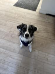 Lost Male Dog last seen Erie and Orange street, Pomona, CA 91799