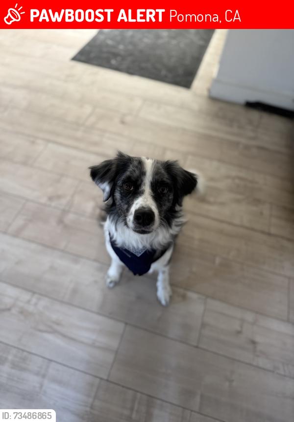 Lost Male Dog last seen Erie and Orange street, Pomona, CA 91799