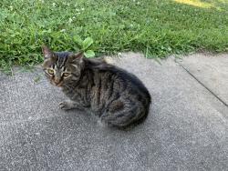 Lost Female Cat last seen Just South of Fixler on Boneta, Wadsworth, OH 44281