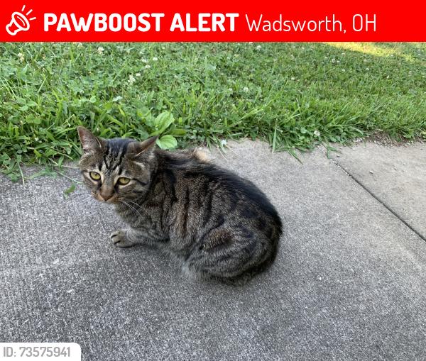 Lost Female Cat last seen Just South of Fixler on Boneta, Wadsworth, OH 44281