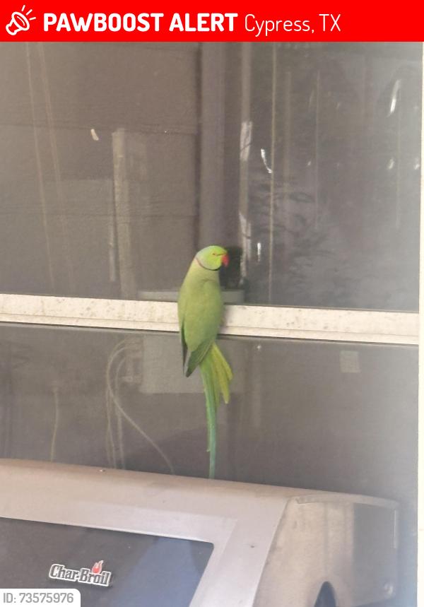 Lost Female Bird last seen Westgate, Cypress, TX 77433