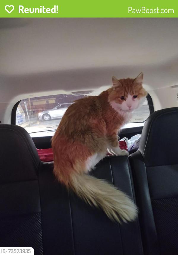 Reunited Unknown Cat last seen Inside circle k, Bartonville, IL 61607