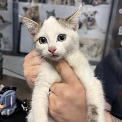 Shelter Stray Unknown Cat last seen , 244 Georgetown Rd, Jacksonville, NC 28540, USA