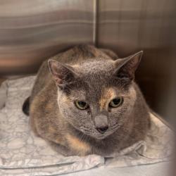 Shelter Stray Female Cat last seen , 3607 N Armenia Ave, Tampa, FL 33607, USA