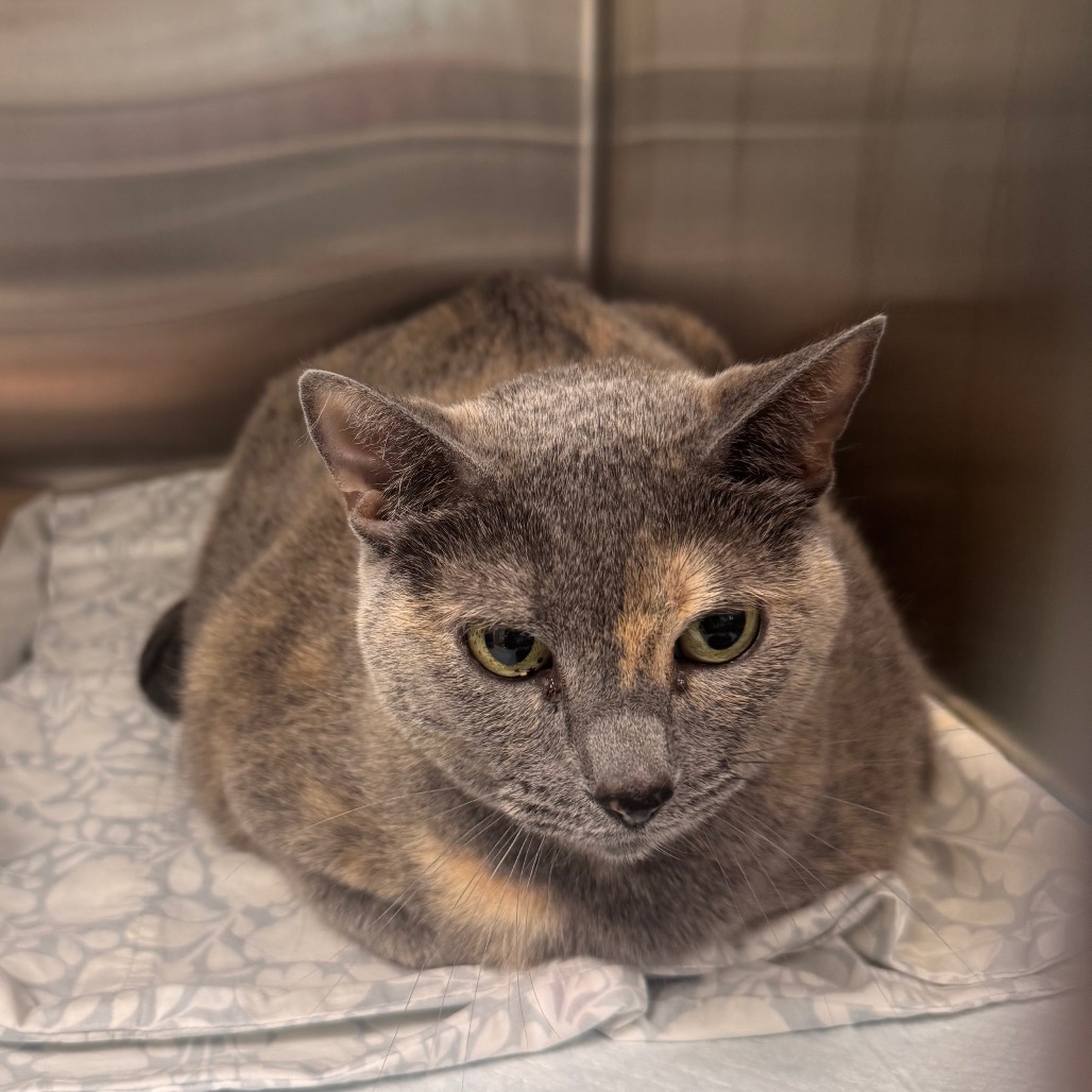 Shelter Stray Female Cat last seen , 3607 N Armenia Ave, Tampa, FL 33607, USA