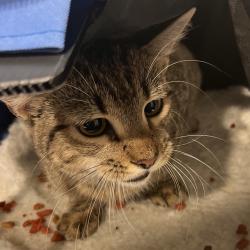 Shelter Stray Male Cat last seen , 3607 N Armenia Ave, Tampa, FL 33607, USA