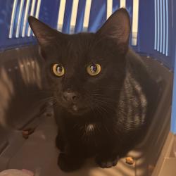 Shelter Stray Male Cat last seen , 3607 N Armenia Ave, Tampa, FL 33607, USA