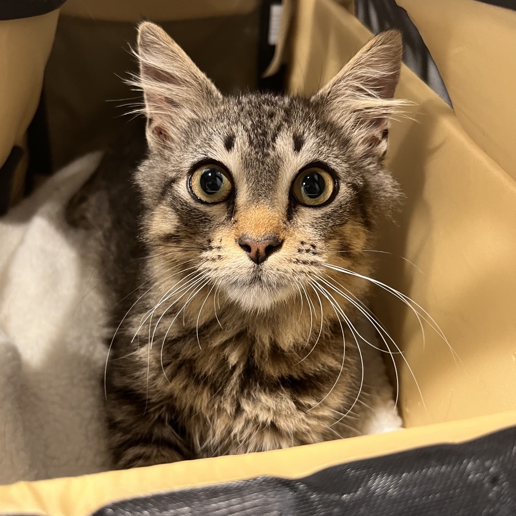 Shelter Stray Male Cat last seen , 3607 N Armenia Ave, Tampa, FL 33607, USA