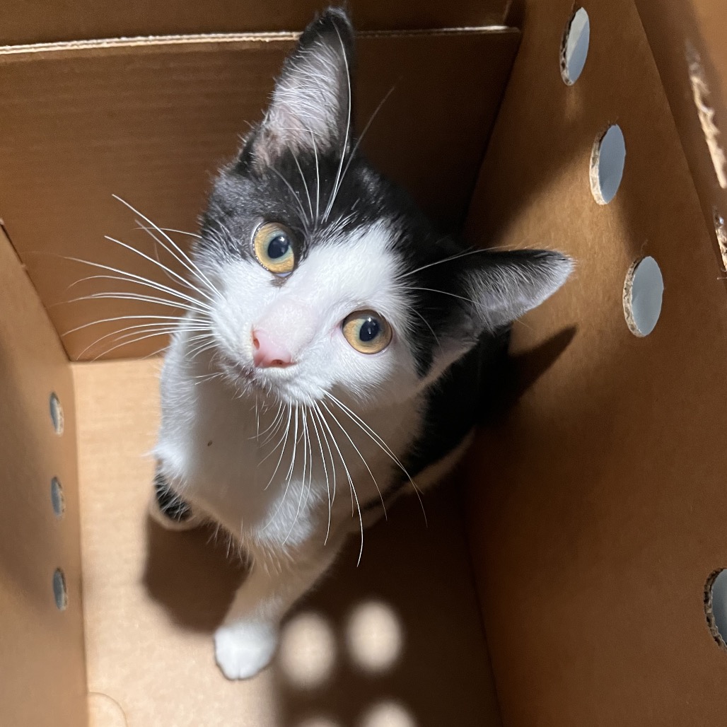 Shelter Stray Male Cat last seen , 3607 N Armenia Ave, Tampa, FL 33607, USA