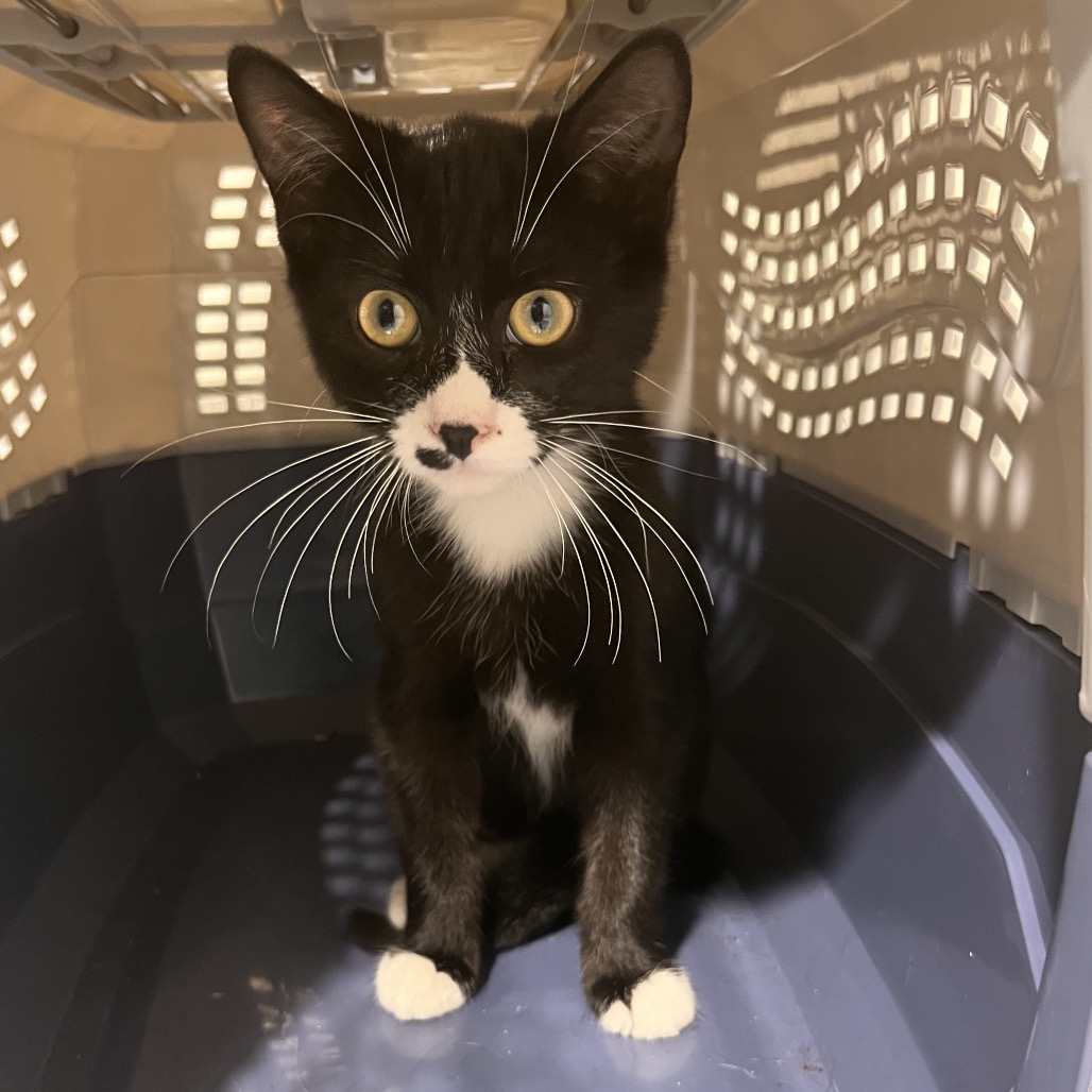 Shelter Stray Male Cat last seen , 3607 N Armenia Ave, Tampa, FL 33607, USA
