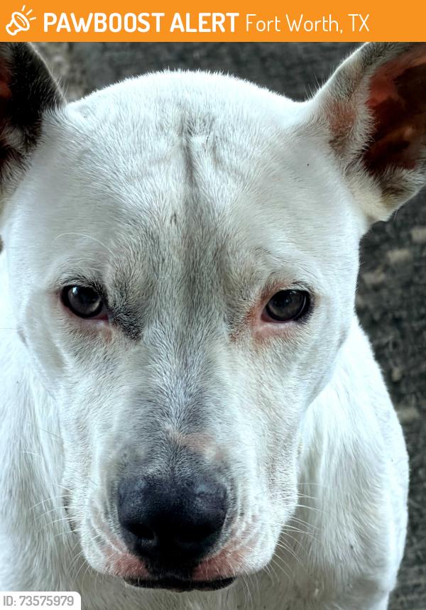 Found/Stray Unknown Dog last seen Chapin and Wispy Trl, Fort Worth, TX 76108