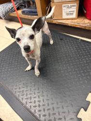 Shelter Stray Male Dog last seen Near Wilshire Ave, Stockton, CA 95203, USA, 1575 S Lincoln St, Stockton, CA 95206, USA