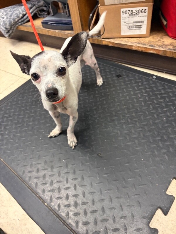 Shelter Stray Male Dog last seen Near Wilshire Ave, Stockton, CA 95203, USA, 1575 S Lincoln St, Stockton, CA 95206, USA