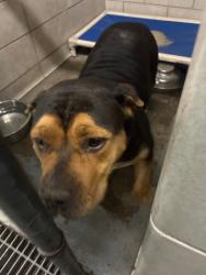 Shelter Stray Female Dog last seen Near Pacific Ave, Stockton, CA 95211, USA, 1575 S Lincoln St, Stockton, CA 95206, USA
