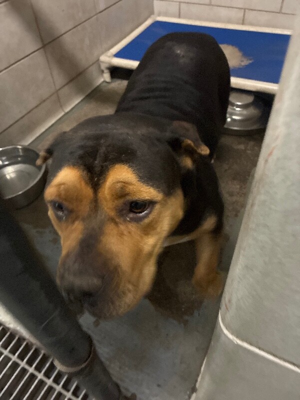 Shelter Stray Female Dog last seen Near Pacific Ave, Stockton, CA 95211, USA, 1575 S Lincoln St, Stockton, CA 95206, USA
