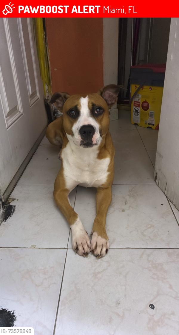 Lost Male Dog last seen Near ne second ave, Miami, FL 33162