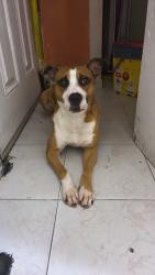 Lost Male Dog last seen Near ne second ave, Miami, FL 33162