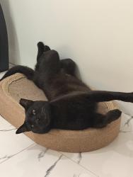 Lost Male Cat last seen Trail near Azalea Crt, Toronto, ON M9M 1V1