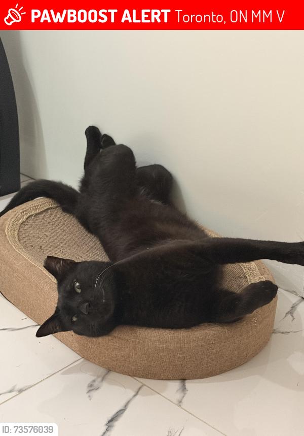 Lost Male Cat last seen Trail near Azalea Crt, Toronto, ON M9M 1V1
