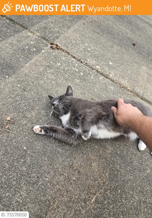 Found/Stray Female Cat last seen 21st street and Goddard, Wyandotte, MI 48192