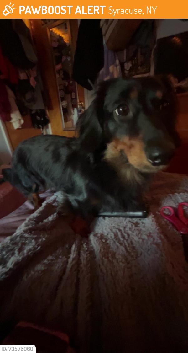 Found/Stray Male Dog last seen madison st, Syracuse, NY 13210