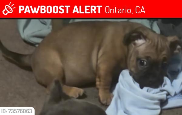 Lost Male Dog last seen 551–599 N Oaks AveOntario, CA 91762United States, Ontario, CA 91762