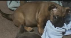 Lost Male Dog last seen 551–599 N Oaks AveOntario, CA 91762United States, Ontario, CA 91762